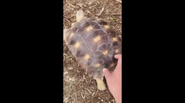 Agave the Tortoise Likes Booty Scritches