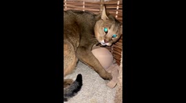 Feisty feline defends favorite find: Pandora's passion for bras unleashed