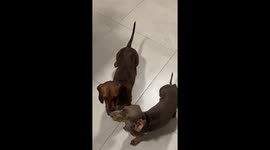 Intense duel: fierce canine clash over a chicken bone