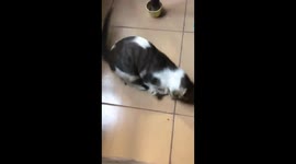 It's always fun to have cats. Playing, fighting and messing the house.