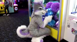 THIS STUNNING US Navy woman spends her free time masquerading as a GIANT HUSKY DOG in a handcrafted FURSUIT to entertain her 23.6K Instagram followers but insists it isn’t a sexual fetish for her.