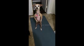 Dog Walks On Two Legs for Treats