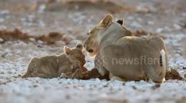 THIS MISCHIVIOUS lion cub can’t wait to be king as he wrestles with his tired mum and dad and isn’t in the slightest bit phased when his dad gives him an earful.