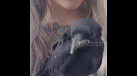 THIS STUNNING young vegetarian artist has been labelled a MURDERER online for transforming ‘lifeless forgotten’ animal corpses into art but insists that they are never killed to fulfil her unusual TAXIDERMY hobby and that her work symbolises a ‘new beginn