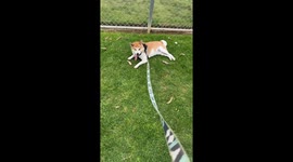 Shiba Decides Walk Is Over
