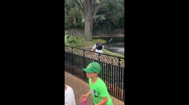 Person Climbs Into Alligator Habitat at Busch Gardens