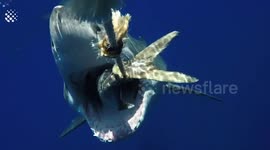 How to Survive a Shark Attack