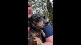 Mississippi dog miraculously saved from flood, becomes support pet