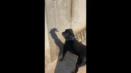 Rottweiler Reacts To Shadow Hands