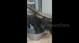 Bear Cubs Take Bath in Grodno Zoo , Belarus