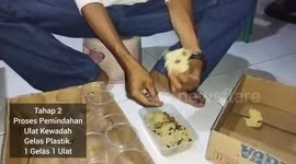 Learn German Caterpillar Cultivation. However No Fee