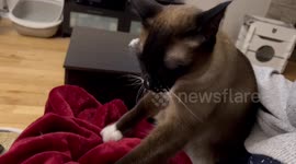 My cat Princess making biscuits on me