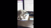 temp