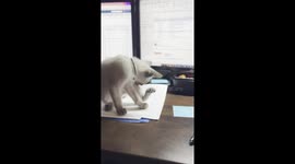 This is a little siamese baby boy miaow at me