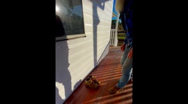 Professional Called to Remove Snake In Boot