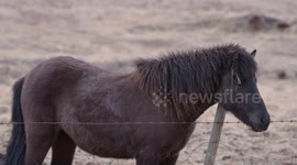Icelandic Horse enjoying a Self Massage and has no Respect for Barb Wire