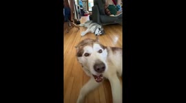 My Three Alaskan Malamutes  Howling in celebration for TOP DOGS United City winning the 2023 FA Cup