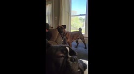 Dog Reacts to Mention of Police