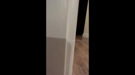 Sneaky Cat Slides To Corner