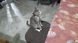 The frightened big funny cat saw his little cat from a distance and ran away in fear