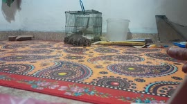 3 ekor anak kucing hutan ditinggal mati ibunya.saya merawatnya.