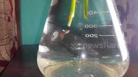 My beautiful little male and female guppies are having fun at their new beaker home under the roots of a sea tree