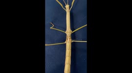 Stick Bug Shows Off Its Tiny Red Wings