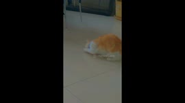 Mi gata comenzó a jugar con un objeto pegado al piso,muy graciosa