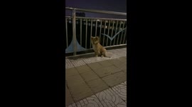 Chinese blogger rescues terrified stray dog living under bridge
