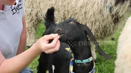 Support group using SHEEP to help people improve their mental health