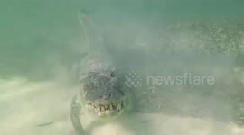 TERRIFYING footage of a huge crocodile snapping away its lunch just inches away from the camera has emerged – although the photographer admits he feels safer in the water with the apex predators than he does on the road with other drivers or on a rollerco