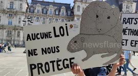 Rats in Paris: a happening to demand non-lethal technics.  ON THE EVE OF THE PARIS COUNCIL  Happening to defend liminal animals  RDV PLACE HALL OF TOWN.  The liminal animals are all the animals that live freely in the urban space. Because their habitat