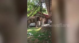Elephant tackles tree for jackfruit in northeastern India