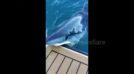 HEART-STOPPING footage captures the moment a TWELVE-FOOT shark BITES a boat in an aggressive display of dominance – but the scientist who filmed the video says simply ‘SQUARING UP’ with a shark can calm it down.