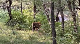 TENSE footage captures a huge brawl between two TIGERS as they bite and claw each other in a heart-stopping attempt to KILL.