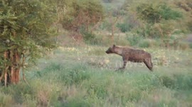 GORY IMAGES have captured the moment a hyena emerged from the bushes holding the head of an innocent zebra.
