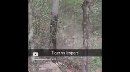 THE EXTRAORDINARY moment a tiger is captured carrying the dead body of a leopard it had slain has been caught on camera.