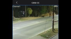 Pack of Dogs Run Cyclist Off His Bike