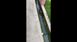 Mysterious water trench intruder: cat's nap halts the flow!