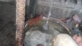 When my goose was dying, this is how it went #ASMR