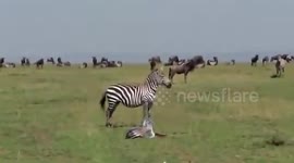 SHOCKING footage shows the moment a FOUR-HUNDRED-POUND adult lion pounced on and killed a baby zebra within moments of being born.