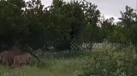 WITNESS the moment a giraffe defied DEATH after it survived being dragged down by a pride of SIX lions for FIVE HOURS.