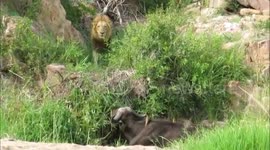 WITNESS the moment two greedy lions clung onto a poor buffalo for an agonising THIRTY minutes after they were too FULL to tuck in.