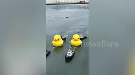 Pair of giant yellow rubber ducks spotted in Hong Kong waters