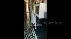 THIS MUM has shared how she spent £8,000 transforming her home into a wildlife lover’s paradise - with every zany room ZEBRA THEMED.