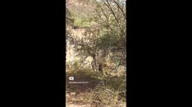 THRILLING images and videos of a tiger entering an 80 year old temple and sitting inside it like a spiritual icon have been captured.