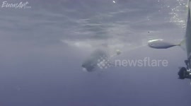 MEET THE photographer who gets called ‘CRAZY’ by his peers because of his fascination with SHARKS and admits he doesn’t even get scared when he is FEET AWAY from a BIG MOUTH.