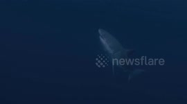 INCREDIBLE images of a great white shark named Nelson stalking a lure just under the ocean's surface have been captured.