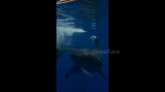This spine-chilling footage shows one of the world’s most formidable ...