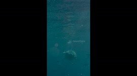 COMICAL yet thrilling images and video of probably one of the fattest and roundest sharks you are likely to see have been captured by a Brit photographer.